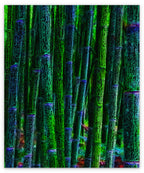 BAMBOO - 1.1