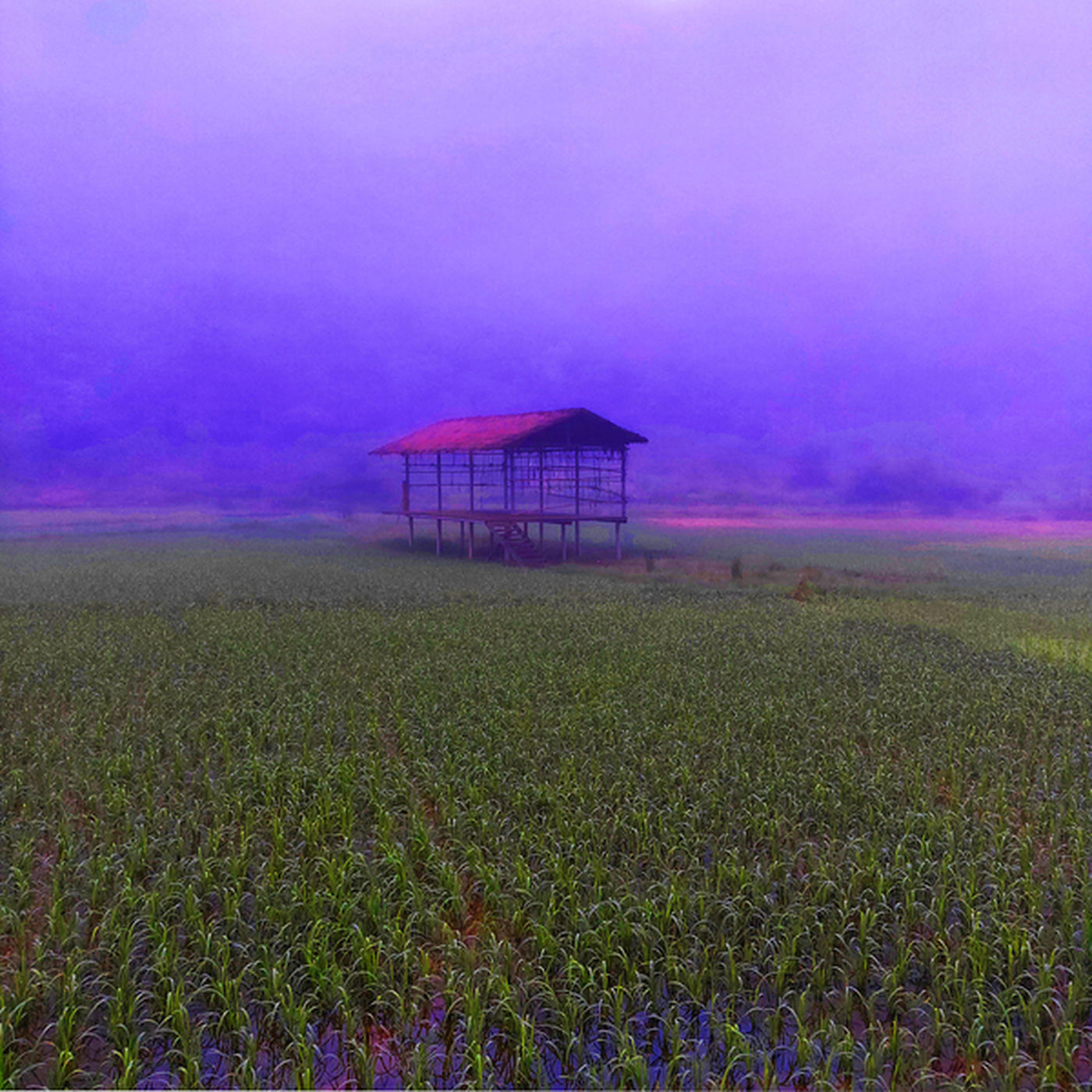 FIELD - 1.4 in frame preview