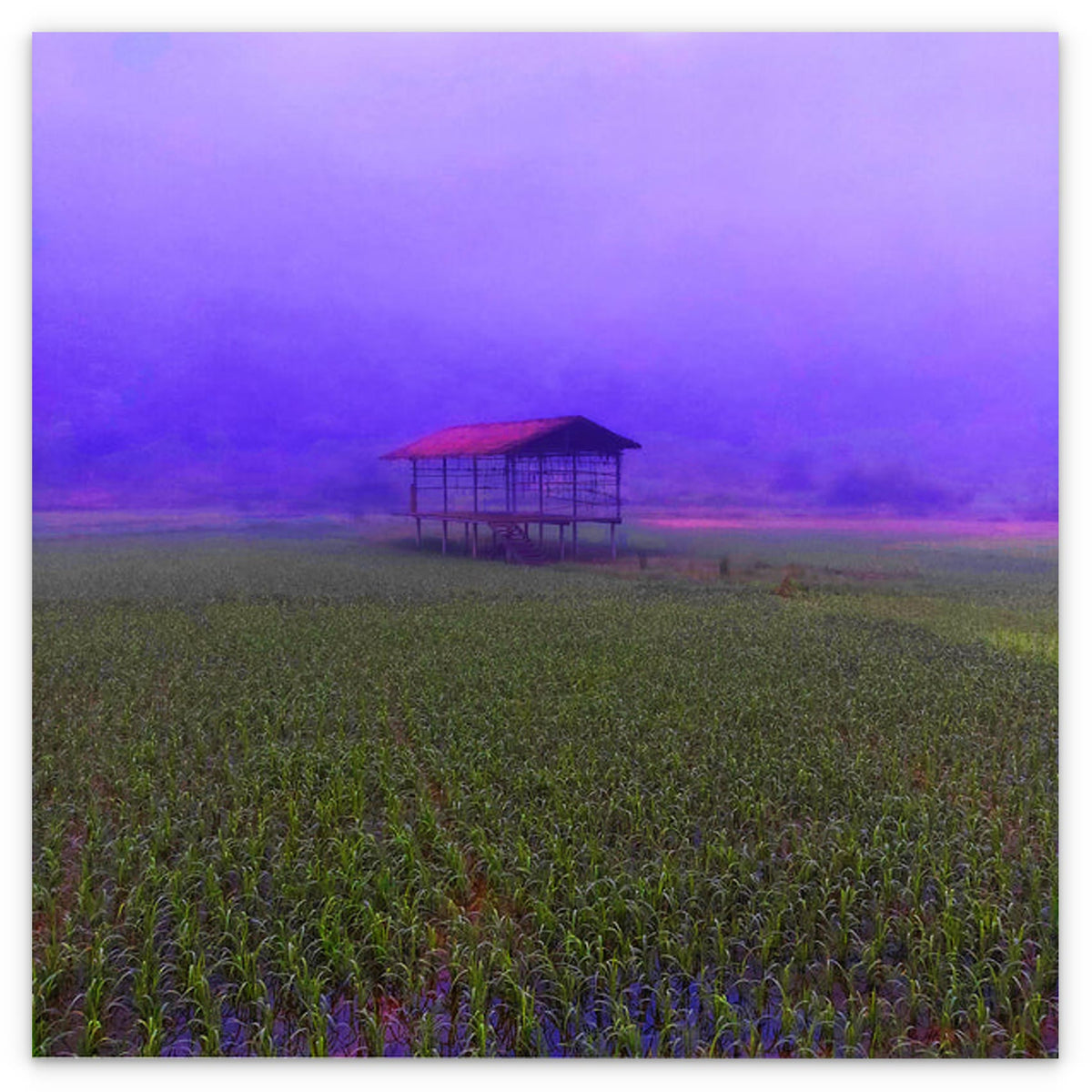 FIELD - 1.4