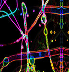 THE MULTIPLICATION OF BEING - 11.1 - detail