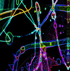 THE MULTIPLICATION OF BEING - 11.2 - detail